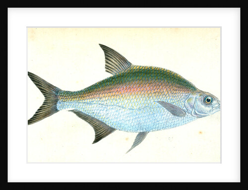 Bream, Cyprinus Brama by E. Donovan