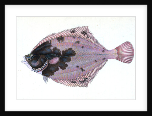 Flounder, Pleuronectes flessus by E. Donovan