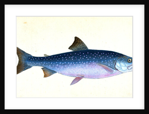 Snipe, or Trumpet-fish, Centriscus Scolopax by E. Donovan