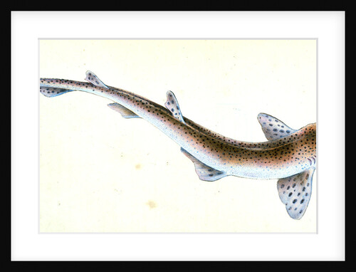 Shad, Clupea alosa by E. Donovan