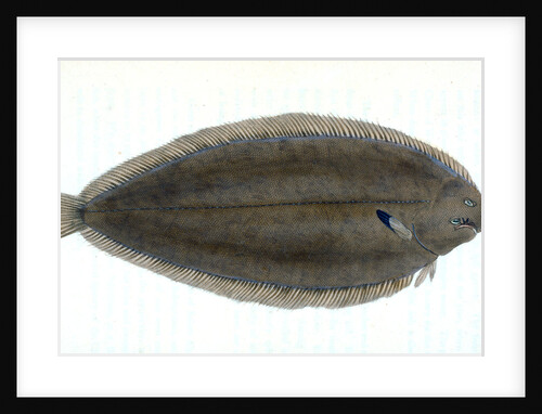 Common Gar-fish, Esox belone by E. Donovan