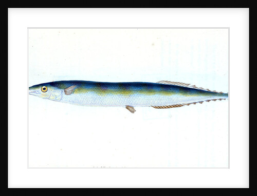 Saury, or Skipper Pike, Esox saurus by E. Donovan
