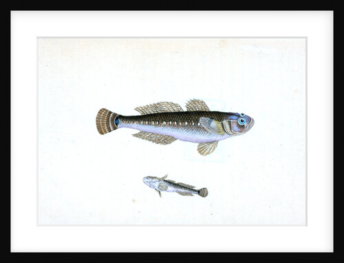 Black Goby, Gobius niger by E. Donovan