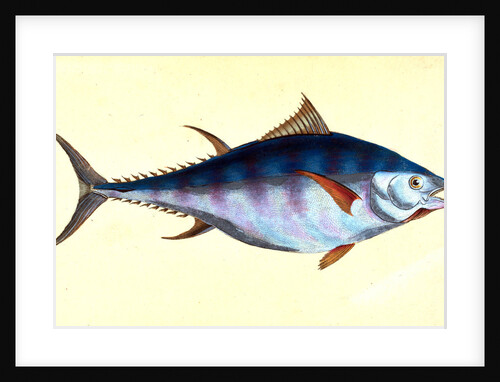 Tunny, Scomber Thynnus by E. Donovan