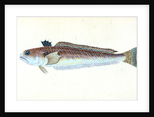 Greater Weever, or Sting-bull, Trachius Major by E. Donovan