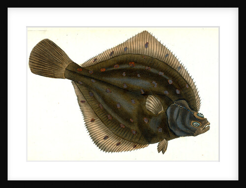 Plaise, Pleuronectes Platessa, 1802 by E. Donovan