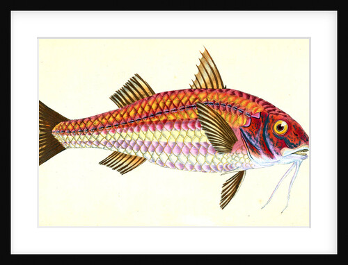 Surmulet, Mullus Surmuletus by E. Donovan