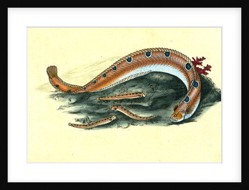 Spotted Blenny, or Butter-fish, Blennius gunnellus by E. Donovan