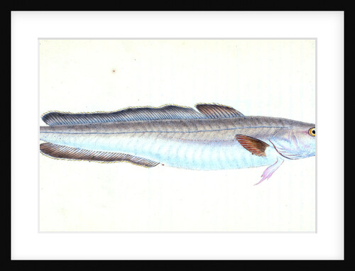 Ling, Gadus Molva by E. Donovan