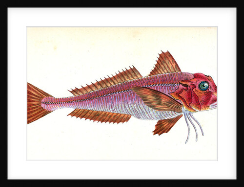 Gurnard, streaked, Tirgla Lineatus by E. Donovan