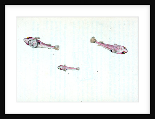 Sucker, bimaculated, Cyclopterus bimaculatus by E. Donovan