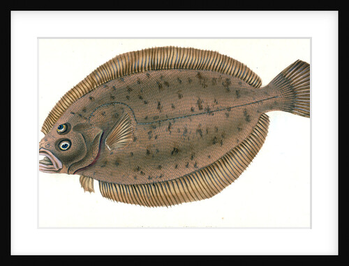 Electric Ray, Raja Torpedo by E. Donovan