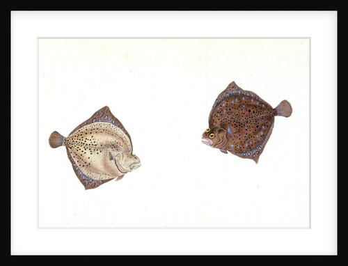 Cyclops Flounder, Pleuronectes Cyclops, 1806 by E. Donovan