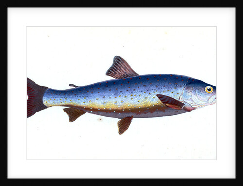Salvelian Charr, Salmo Salvelinus by E. Donovan