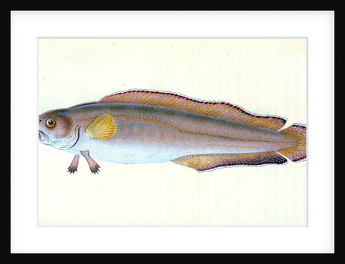 Goldfinny, Labrus Cornubiensis by E. Donovan