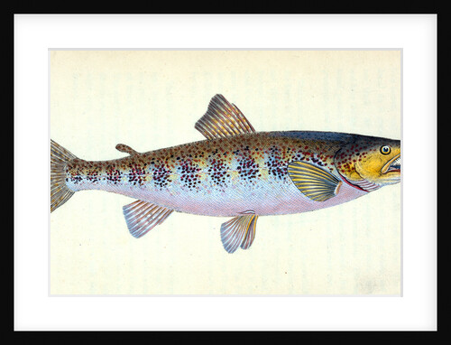 Trout, Salmo Fario by E. Donovan