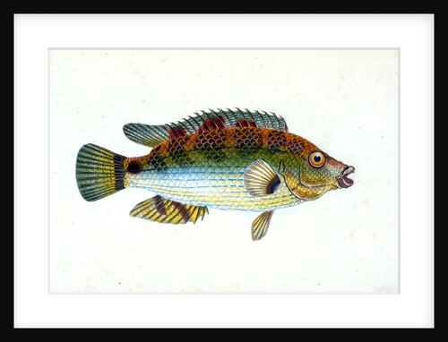 Fifteen-spined Stickleback, Gasterosteus spinachia by E. Donovan