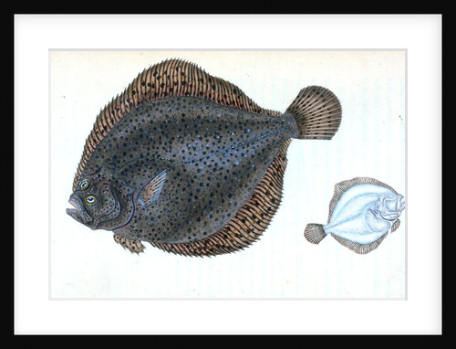Brill, Pleuronectes rhombus by E. Donovan