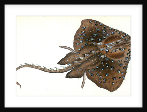 Starry Ray, Raja radiata by E. Donovan