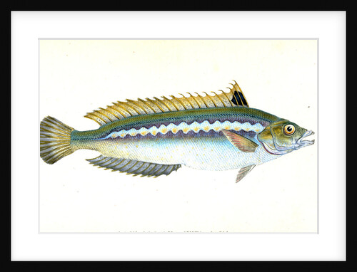 Indented-striped Wrasse, Labrus Julis by E. Donovan