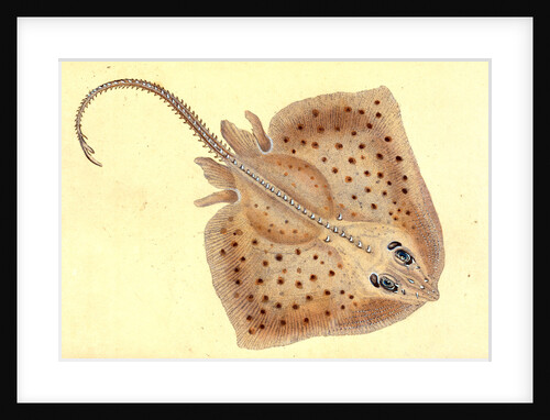 Ray, rough, Raia Rubus by E. Donovan