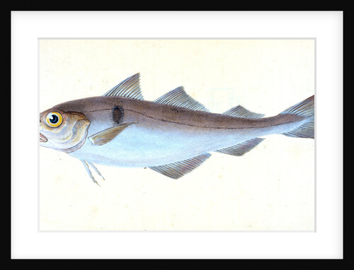 Alpine Charr, Salmo alpinus by E. Donovan