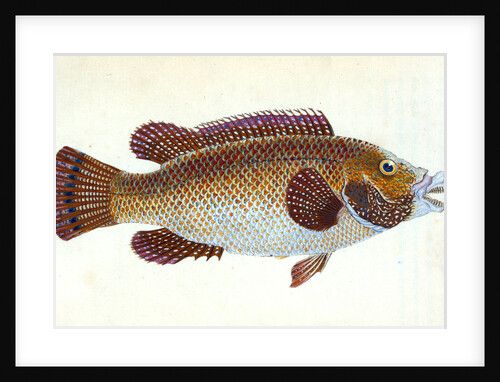 Old Wife Wrasse, Labrus Tinca by E. Donovan