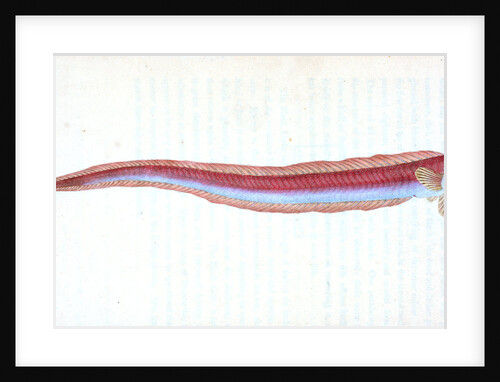 Rubescent Band-fish, Cepola rubescens by E. Donovan