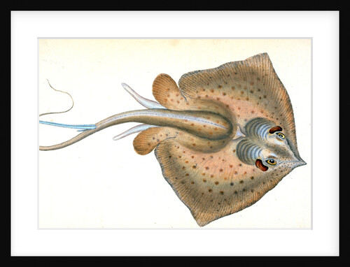 Sting Ray, Raja Pastinaca by E. Donovan