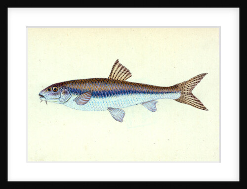 Dab, Pleuronectes limanda by E. Donovan