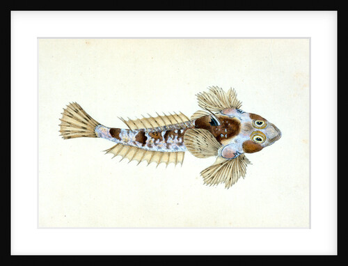 Sordit Dragonet, Callionymus Dracunculus by E. Donovan