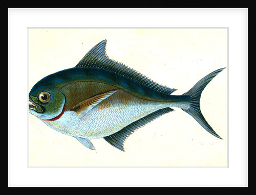 Ray's toothed Gilt-head, Sparus Raii by E. Donovan