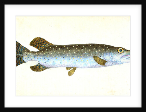 Common Pike, Esox Lucius by E. Donovan