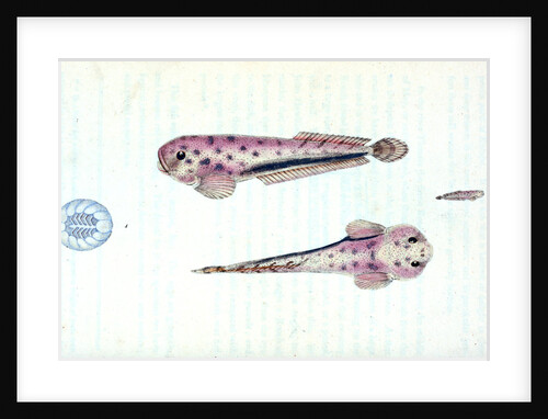 Scotch Torsk, Gadus Brosme by E. Donovan