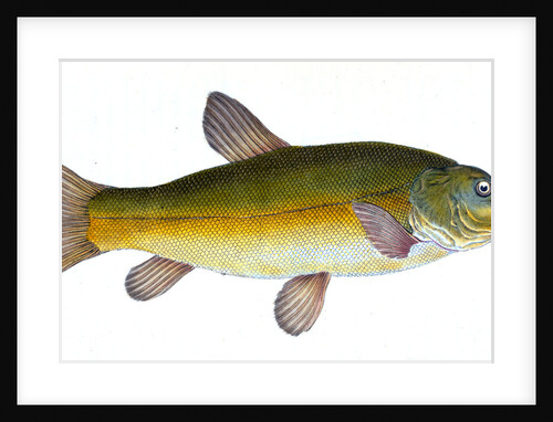 Tench, Cyprinus Tinca by E. Donovan