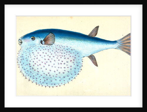 Diminutive Sucker, Cyclopterus Montagui by E. Donovan