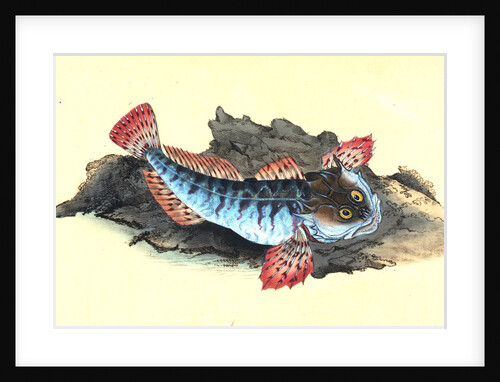 Father Lasher, or Sea Scorpion, Cottus Scorpius by E. Donovan