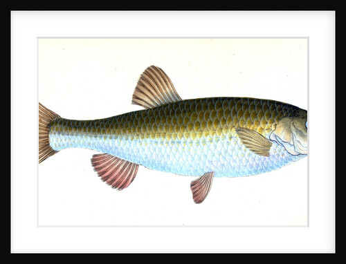 Chub, Cyprinus Jeses by E. Donovan