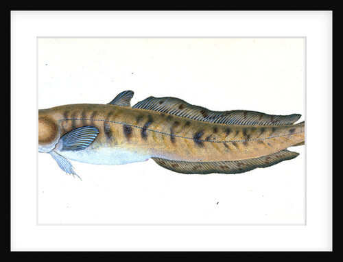 Burbot, Gadus lota by E. Donovan