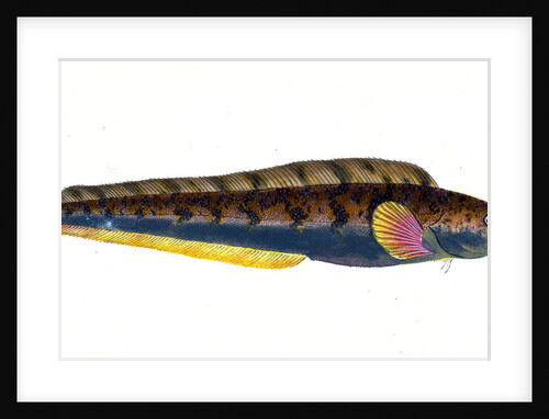 Viviparous Blenny, Blennius viviparous by E. Donovan