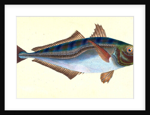 Scad, Scomber Trachurus by E. Donovan