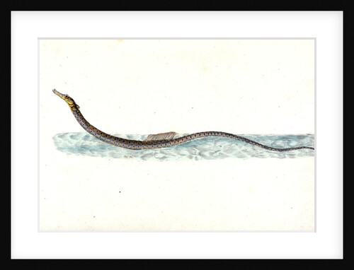 Minow, Cyprinus phoxinus by E. Donovan