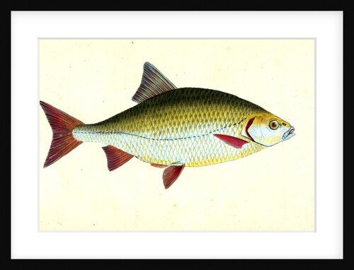Red-eye, Cyprinus erythropthalmus by E. Donovan