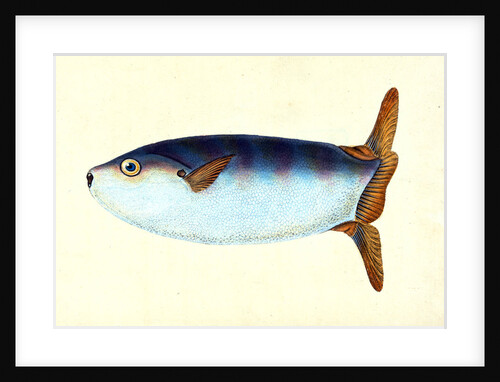 Truncated Sun-fish, Tetrodon truncatus by E. Donovan