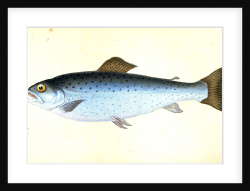 Sewen, Ssalmo Cambricus by E. Donovan