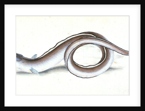 Conger Eel, Muraena Conger by E. Donovan