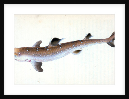 Picked Shark, or Dog Fish by E. Donovan