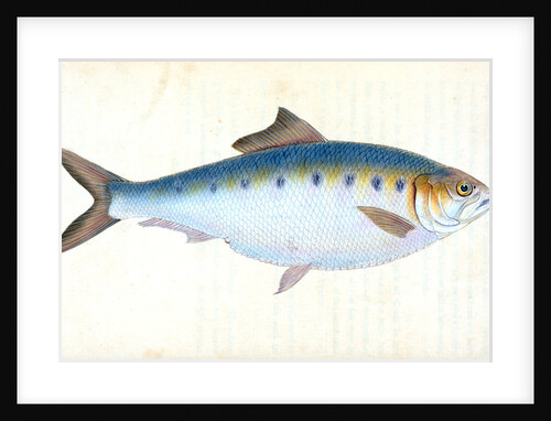 Haddock, Gadus Aeglefinus by E. Donovan