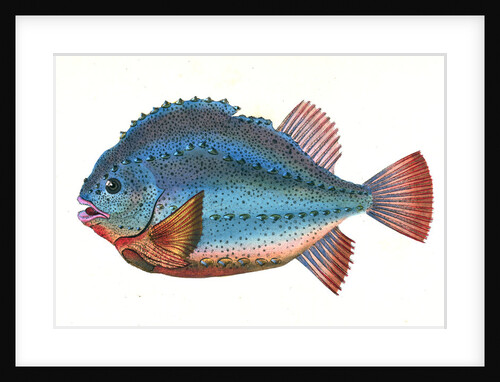 Lump Sucker, Cycloterus Lumpus by E. Donovan