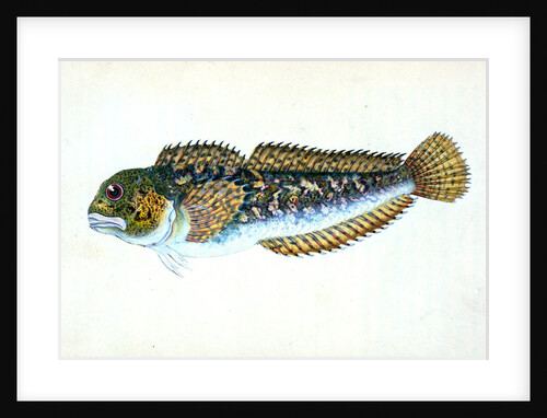 Blenny, smooth, Blennius Pholis by E. Donovan